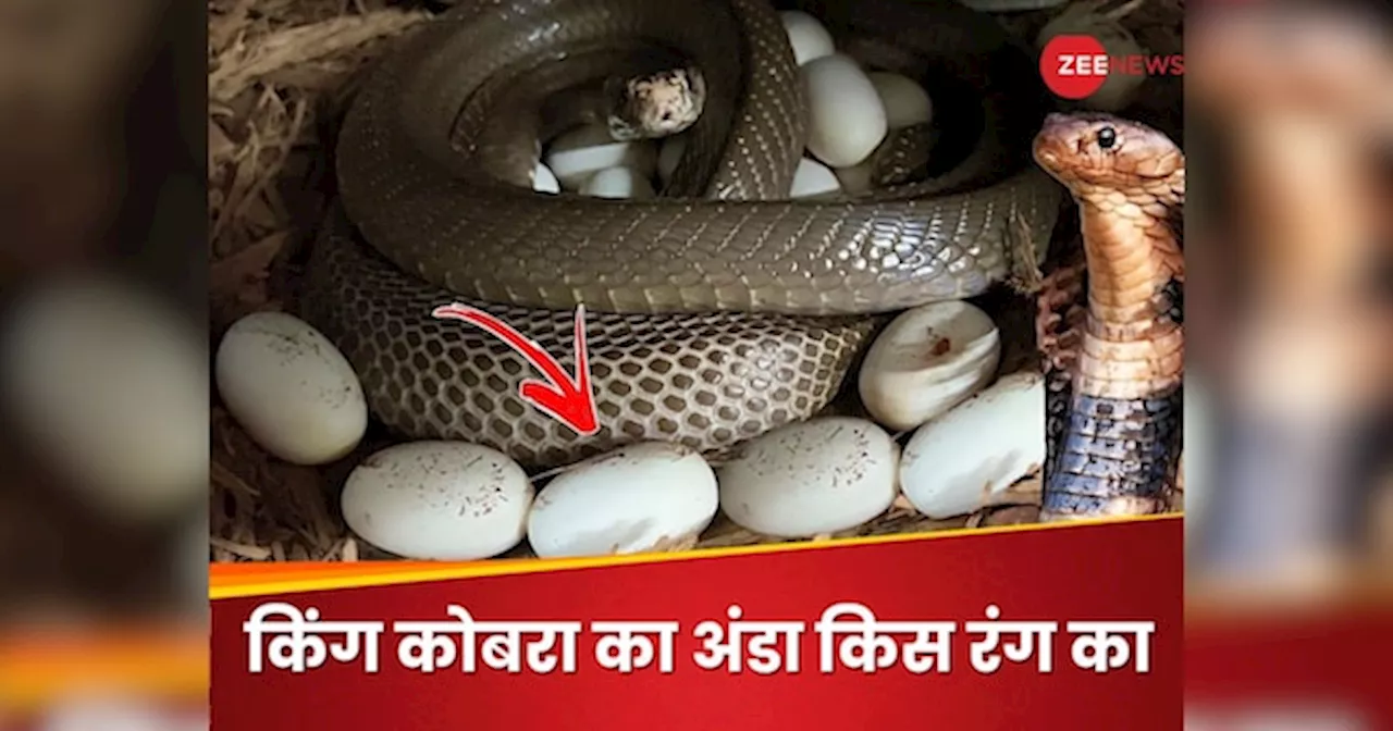 King Cobra: किंग कोबरा के अंडे किस रंग के होते हैं? पैदा होने तक कैसे होती है देखभाल