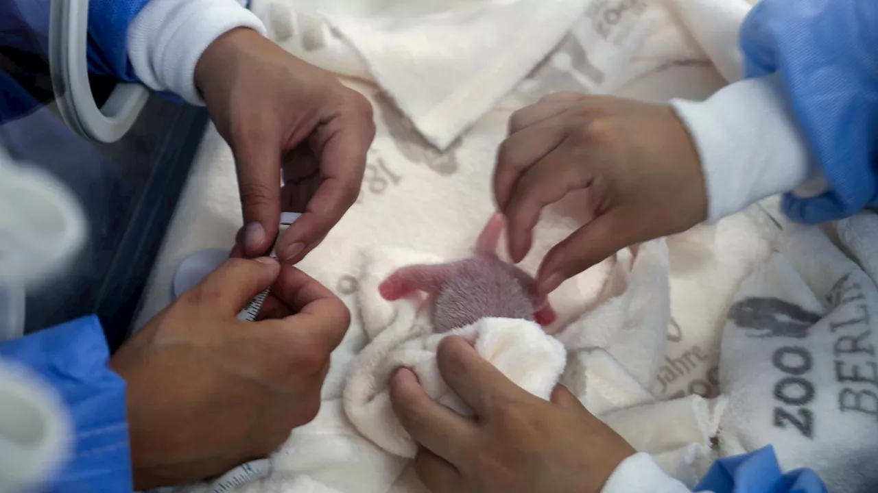 Germany's newest panda twins thrive during first 5 days in Berlin Zoo