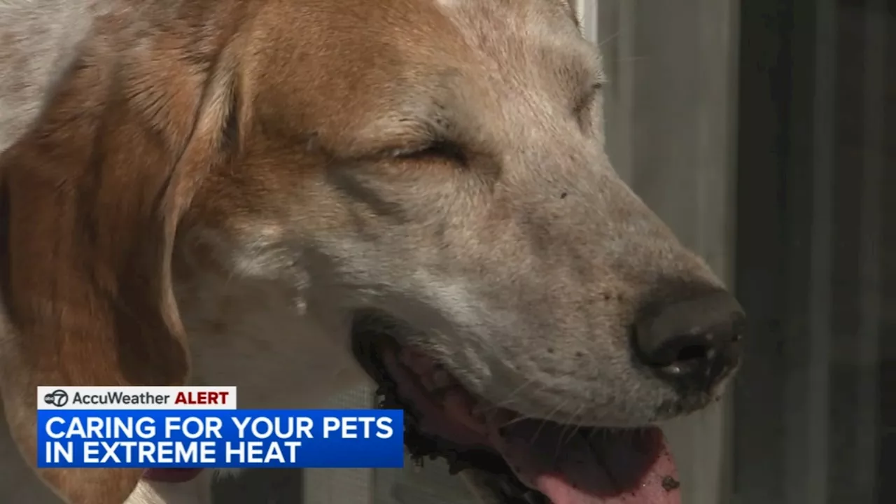 Keeping pets safe during Chicago heat wave