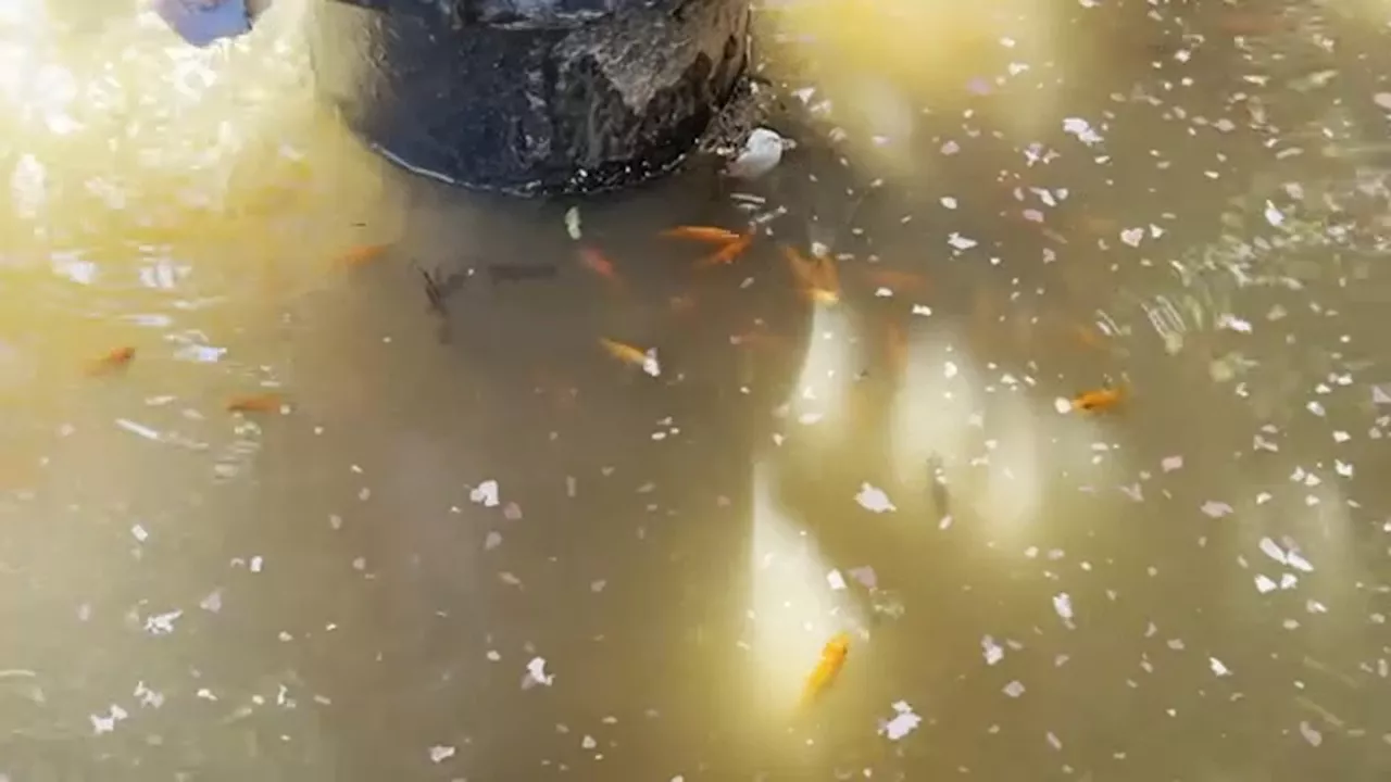 Fundraising efforts underway after homemade goldfish pond destroyed overnight in Bed-Stuy