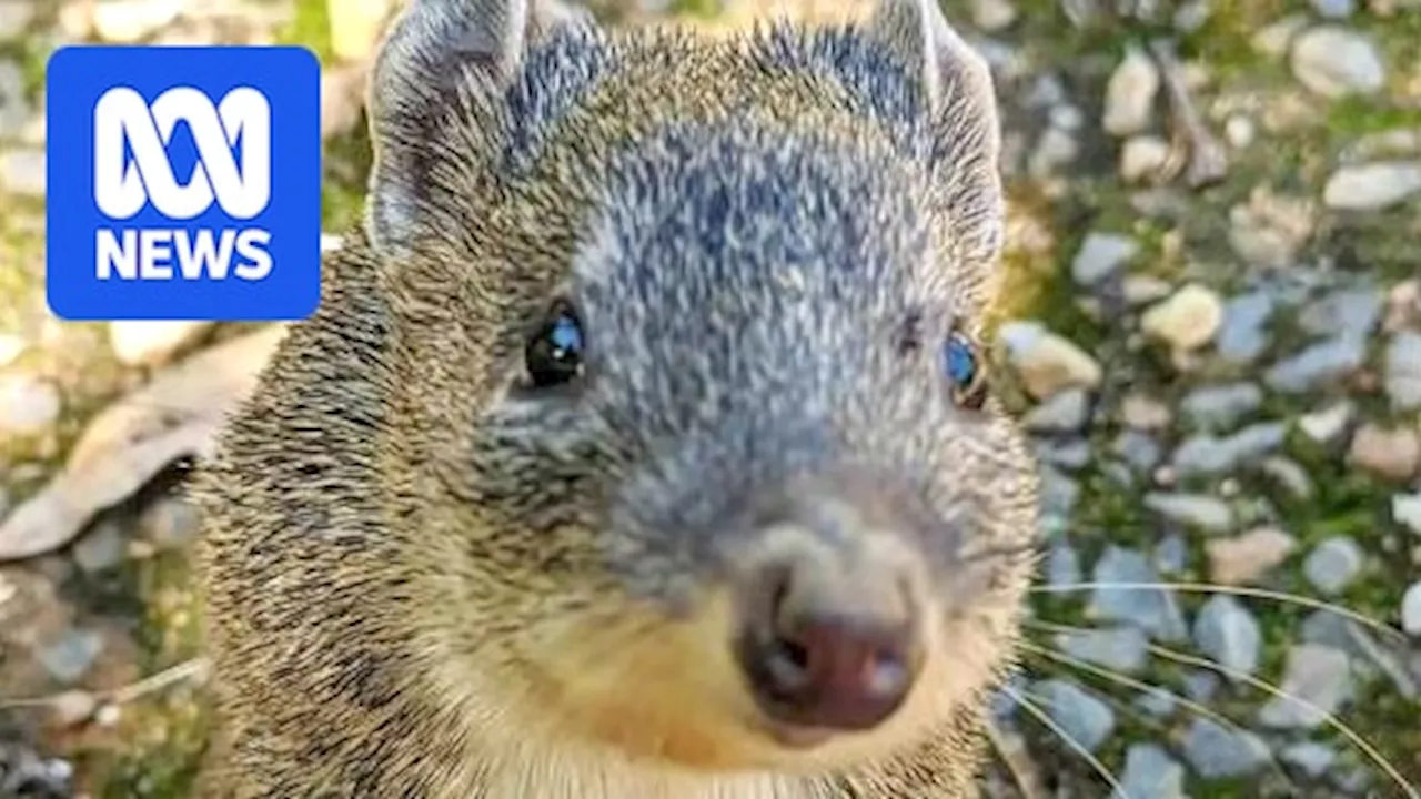 Poison-laced carrots 'a risk' to endangered bandicoots in Adelaide Hills