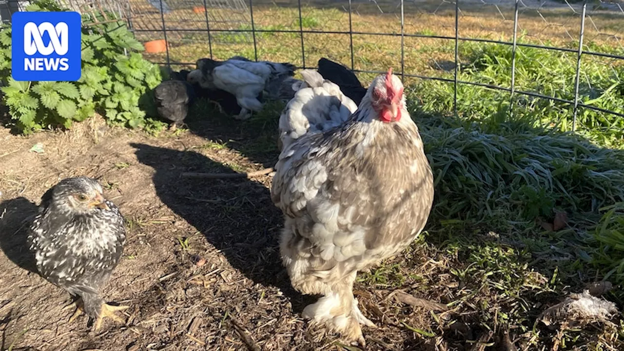 Qld residents' biosecurity responsibilities as bird flu, varroa pose threats