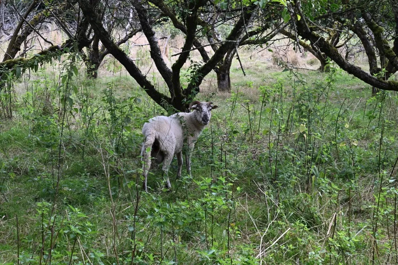 Dans cette commune du Val-d'Oise, les 'moutons-gloutons' font le travail des tondeuses