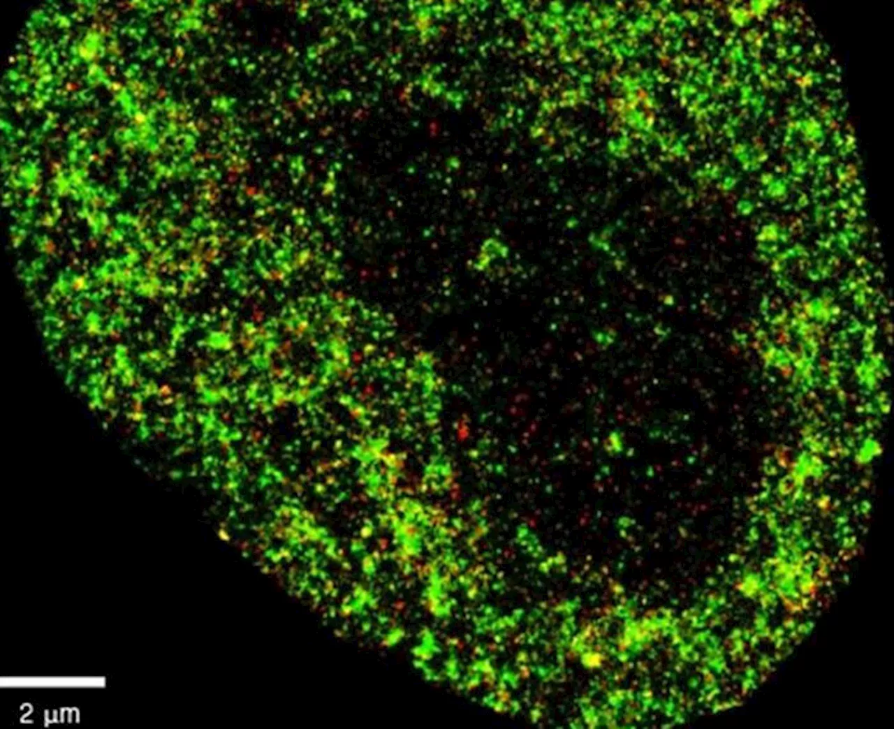 L’IA per riconoscimento facciale a caccia di tumori e virus