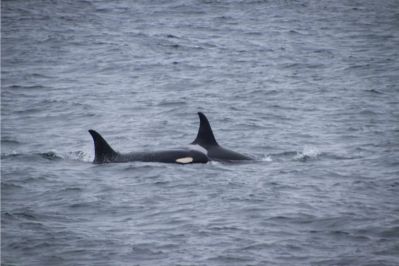 Orcas challenge the Bering Sea’s black cod industry