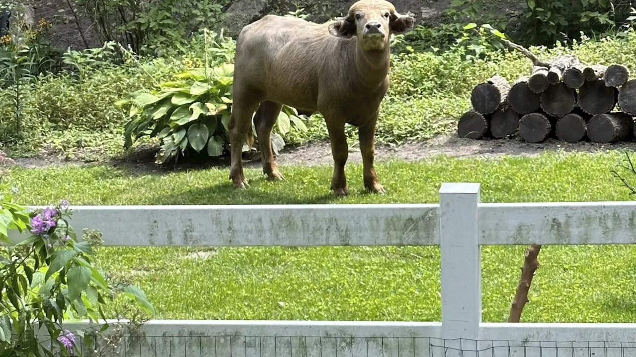 An injured and angry water buffalo is on the loose in Iowa