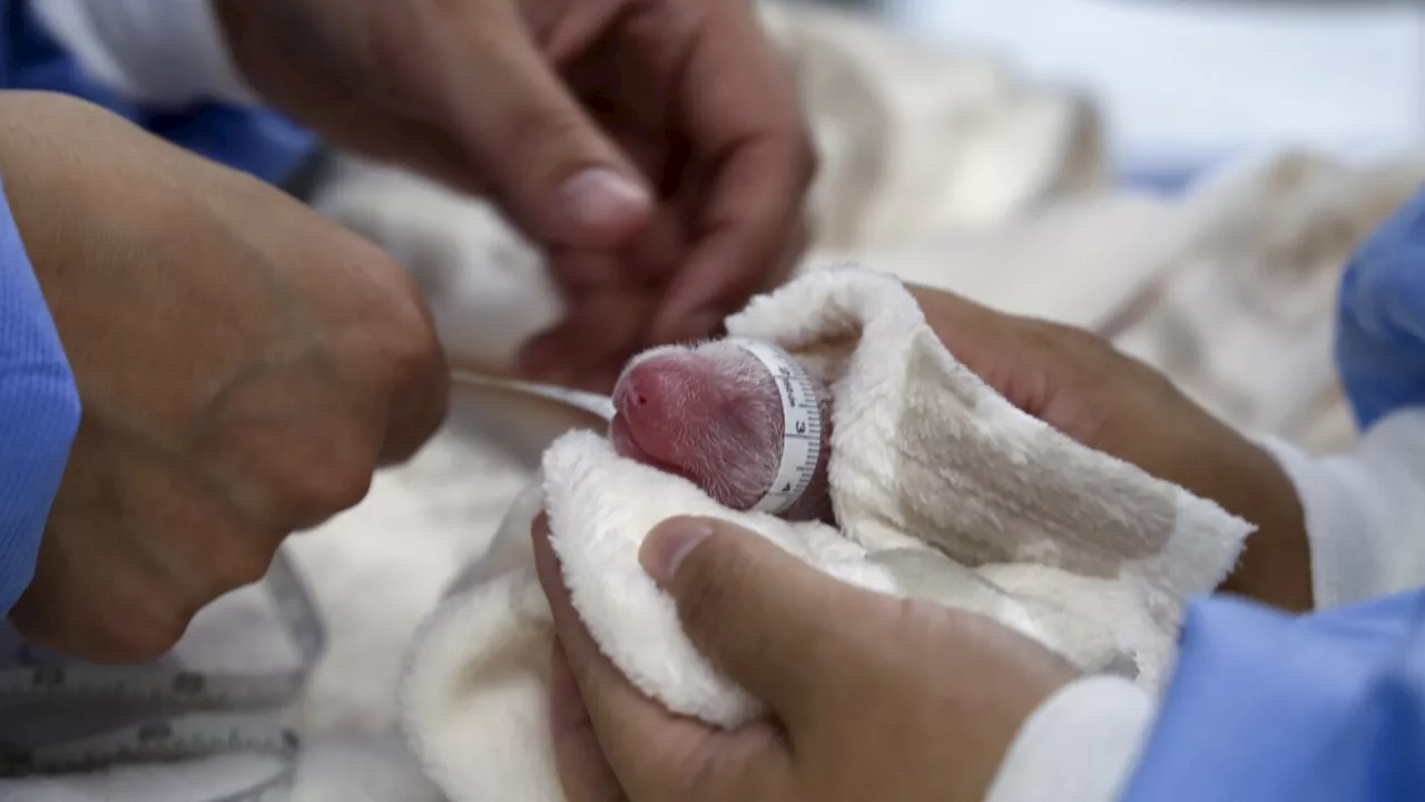 Germany's newest panda twins thrive during first 5 days in Berlin Zoo