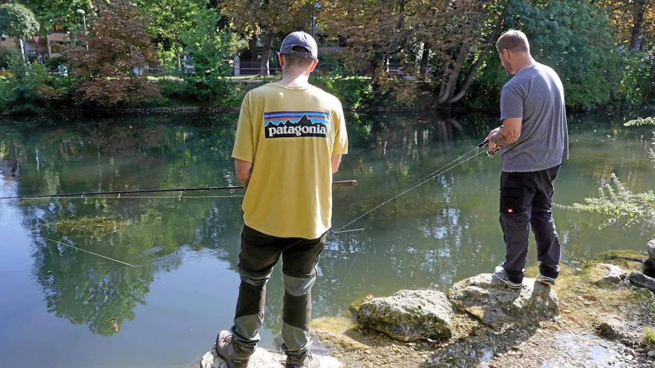 Fische in Augsburger Gewässern leiden unter gestiegenen Temperaturen