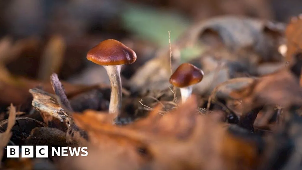 Merseyside PC sacked after magic mushrooms found in gun cabinet