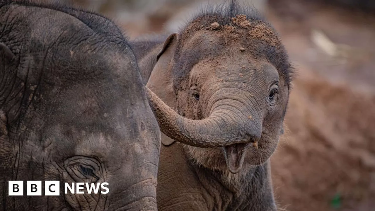 Chester Zoo shocked at sudden death of elephant