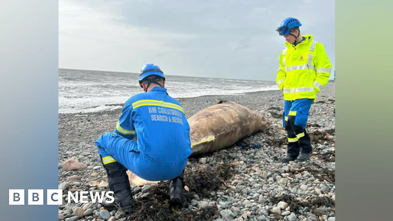 Dead whale washes ashore on Cumbria beach