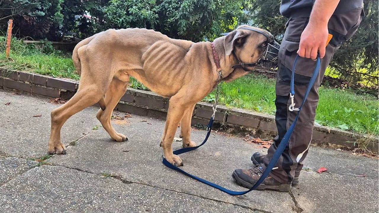 Hund knapp vor dem Hungertod: Popeye (5) konnte kaum noch hecheln