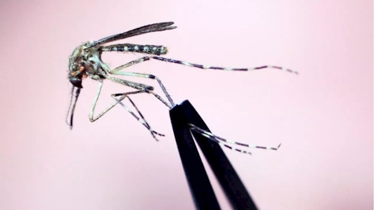 Adult dies after eastern equine encephalitis infection, New Hampshire health officials say