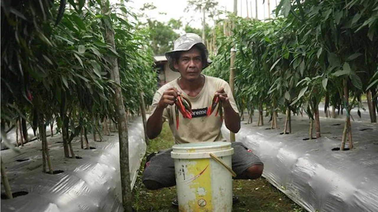 IMIP Gandeng Kelompok Tani Bahodopi Bangun Pertanian Presisi