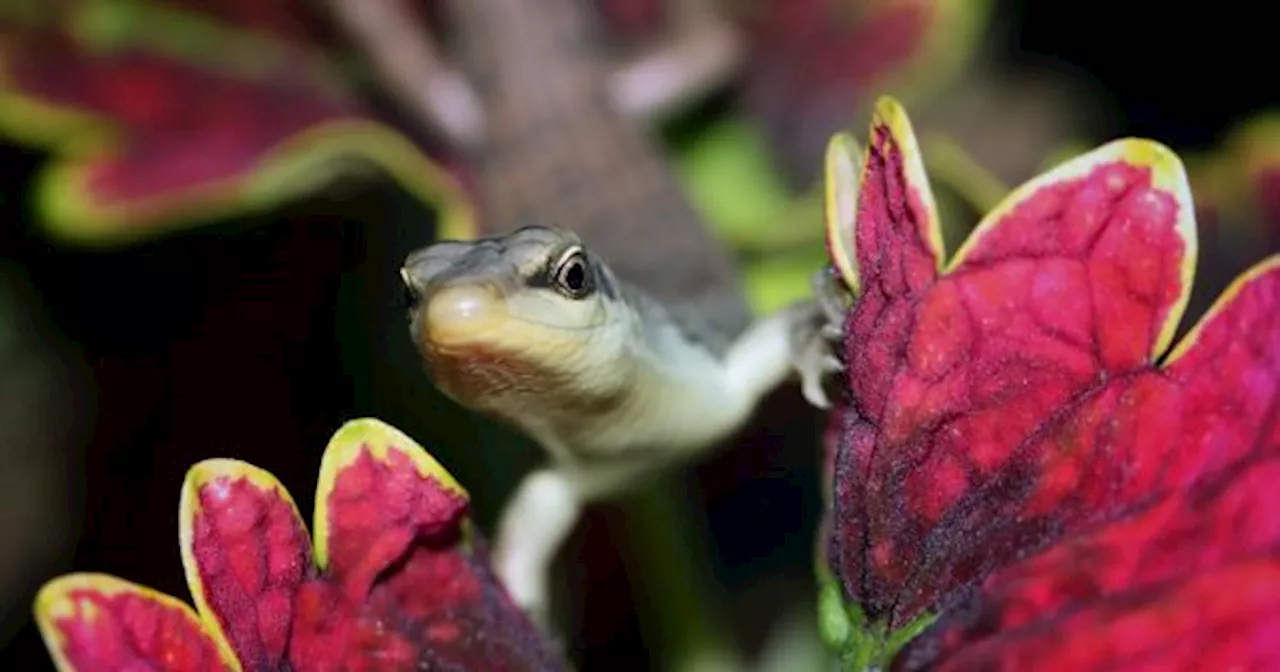 El ANIMAL que domina MÉXICOcon más de 300 ESPECIES: conoce las 4 más asombrosas