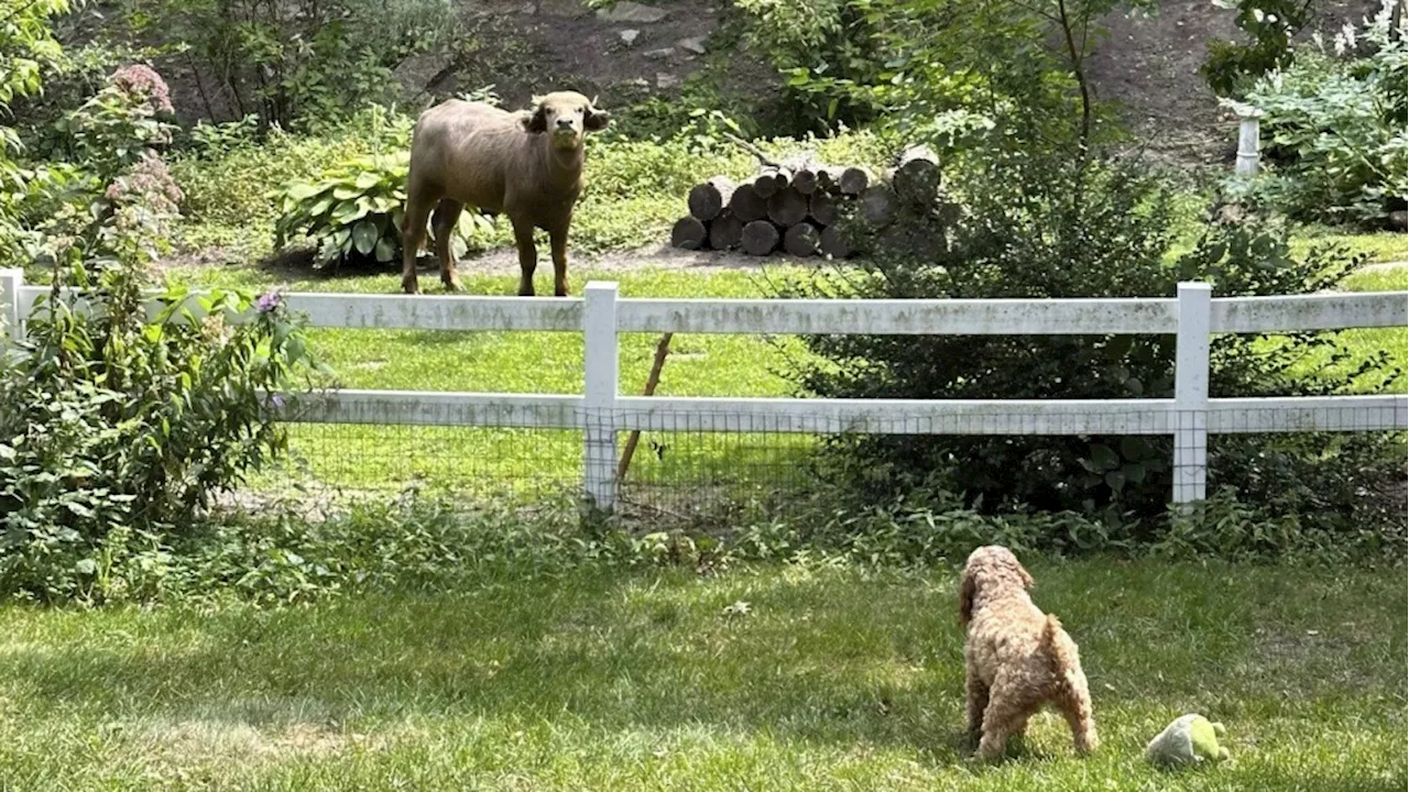 An injured and angry water buffalo is on the loose in Iowa