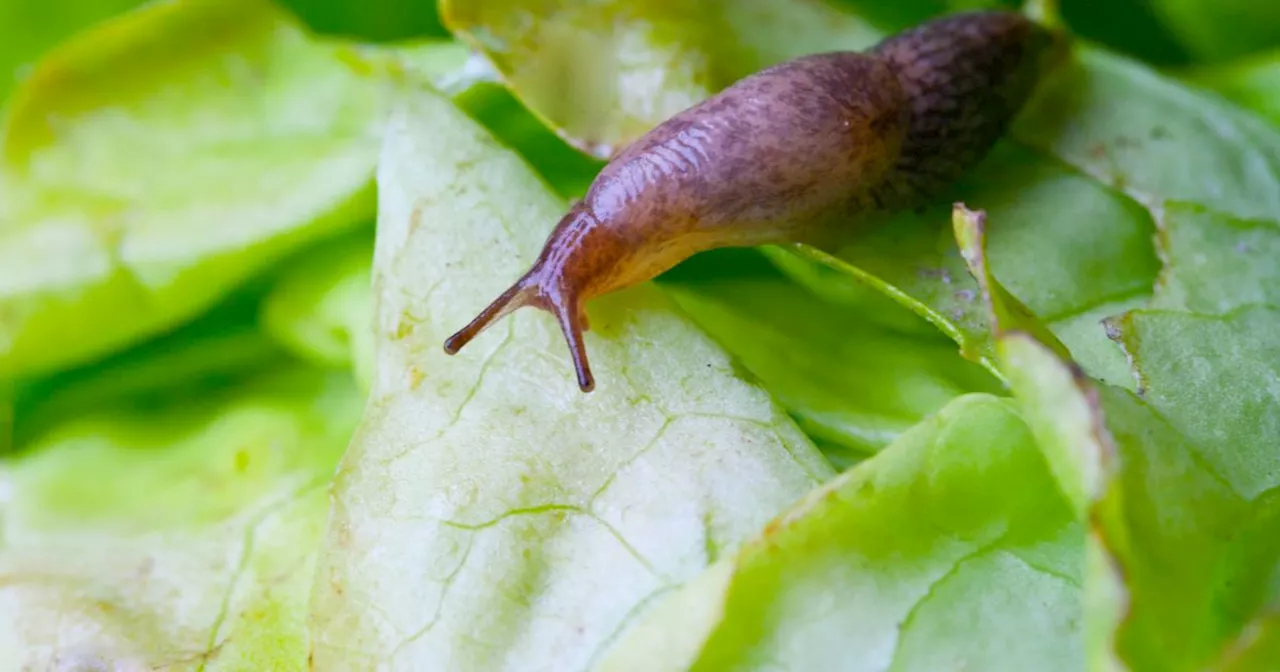 Banish slugs and snails from garden with 'spiky' natural deterrent