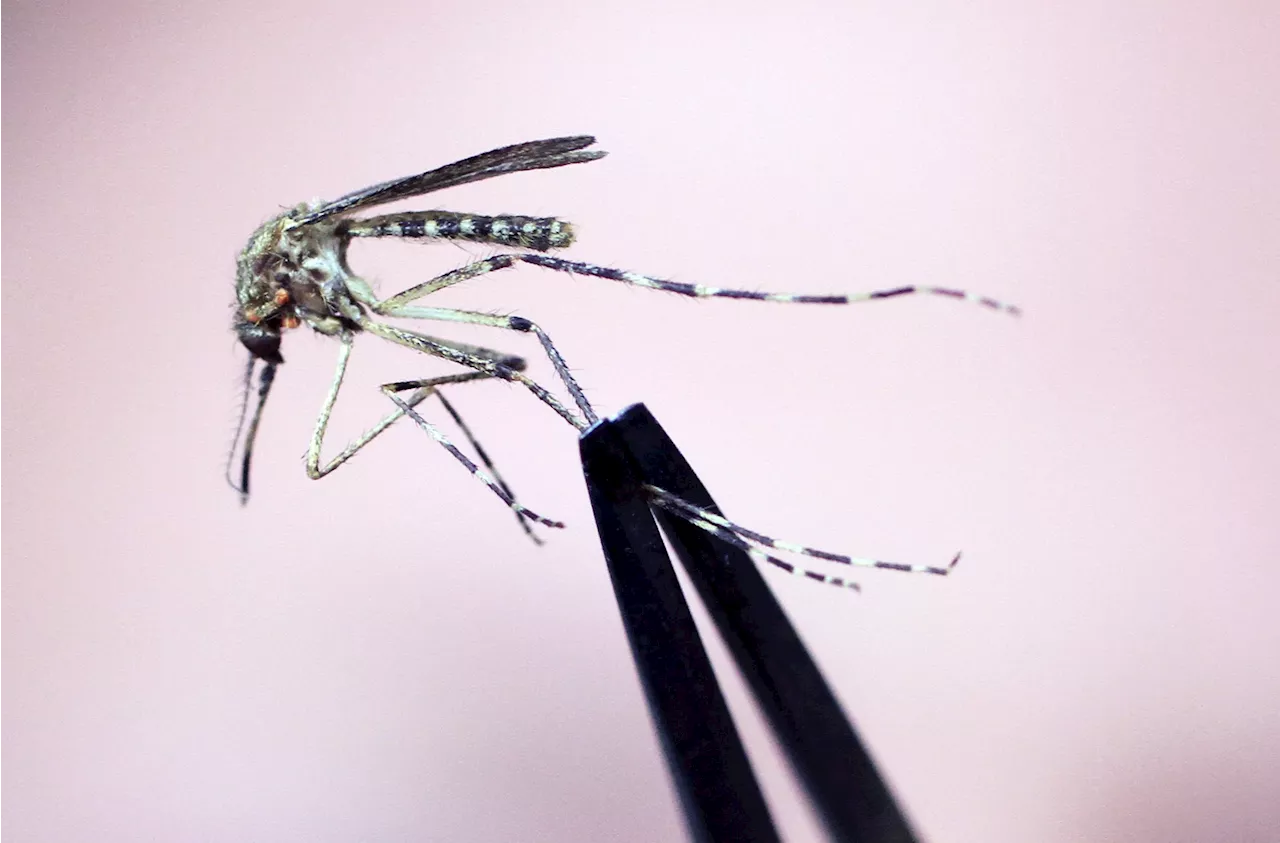 New Hampshire man dies from rare mosquito brain disease