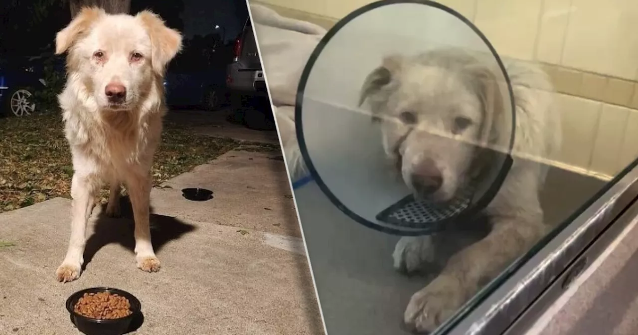 'Really broke my heart:' Stray dog in Denver is recovering at the vet after he was shot in the face