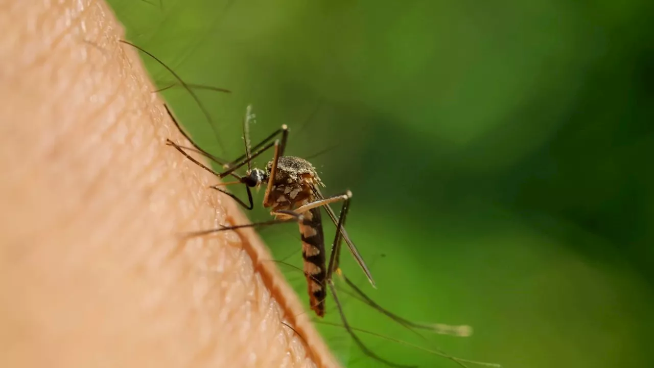 Blutsaugende Insekten: Mücken finden Menschen auch über Infrarotstrahlung der Körperwärme