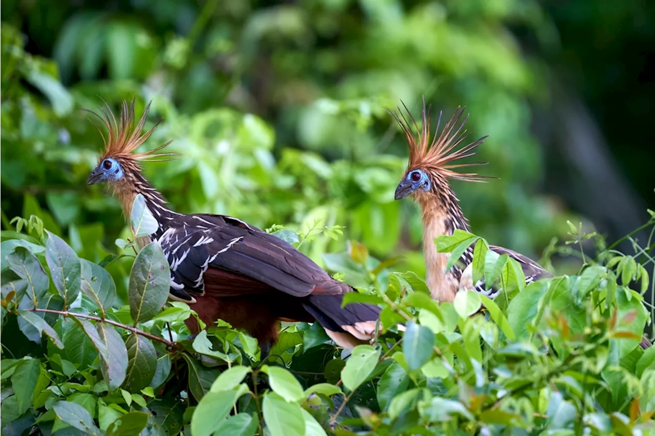 The Hoatzin Is a Bizarre, Stinky Bird and Could Be An Ecotourism Star