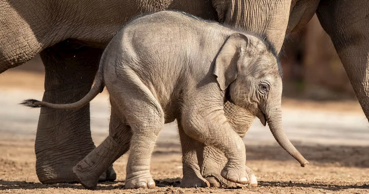 Chester Zoo devastated after 'unexpected' death of young elephant in double tragedy