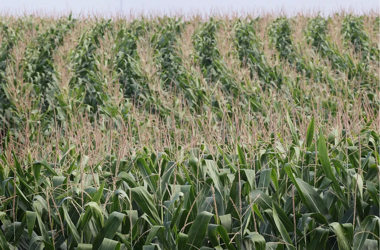 Corn Sweat Is Making It Feel Hotter In Minnesota