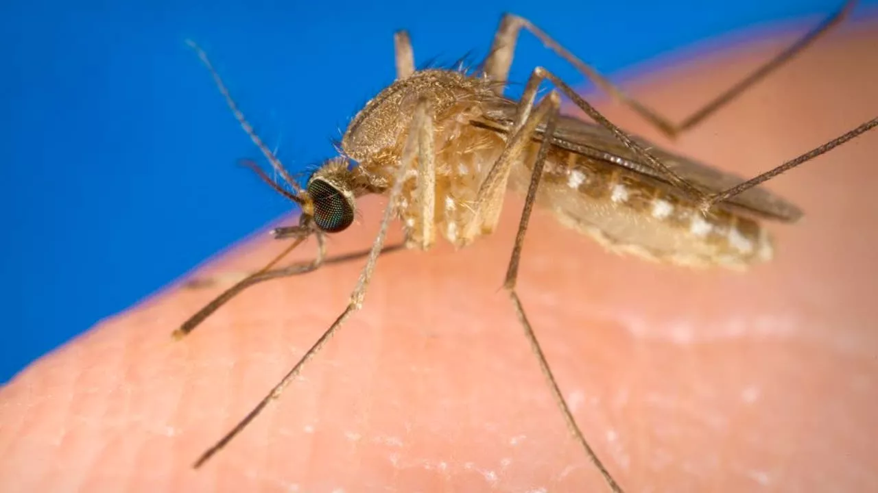 First West Nile Virus death reported in Illinois this year