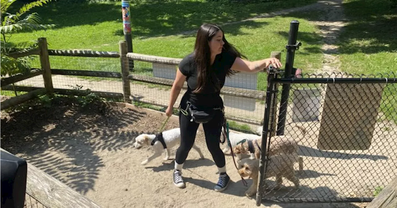 Toronto plan to ban professional dog walkers from park sparks outrage