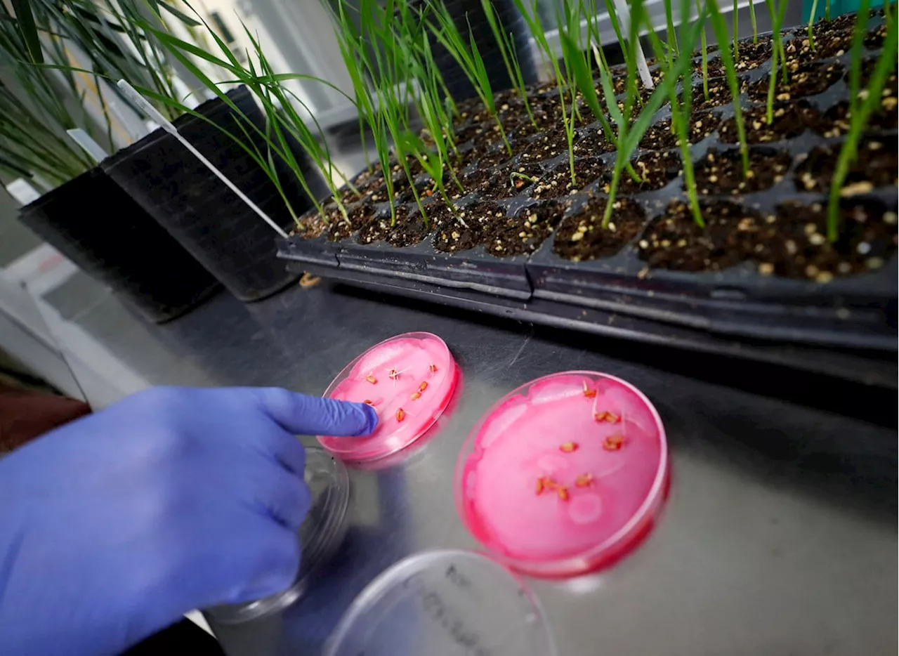 Bioceres genetically modified wheat can be grown safely, U.S. says