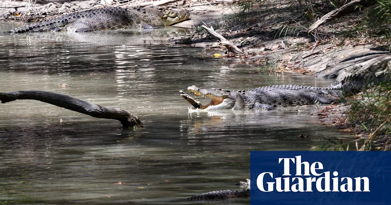 Crocodile culling an ineffective and expensive way to reduce attacks, Northern Territory study finds