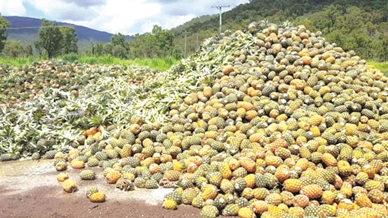 Nigeria, 8th in pineapple production, imports from Togo, Ghana, loses N50m daily