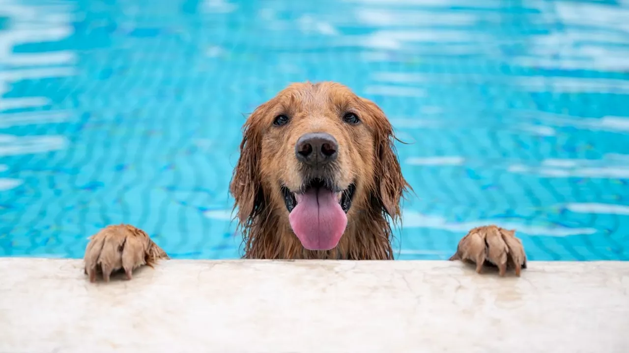 Tierisches Gewinnspiel - 'Heute'-Tierisch sucht den lustigsten Sommerhund