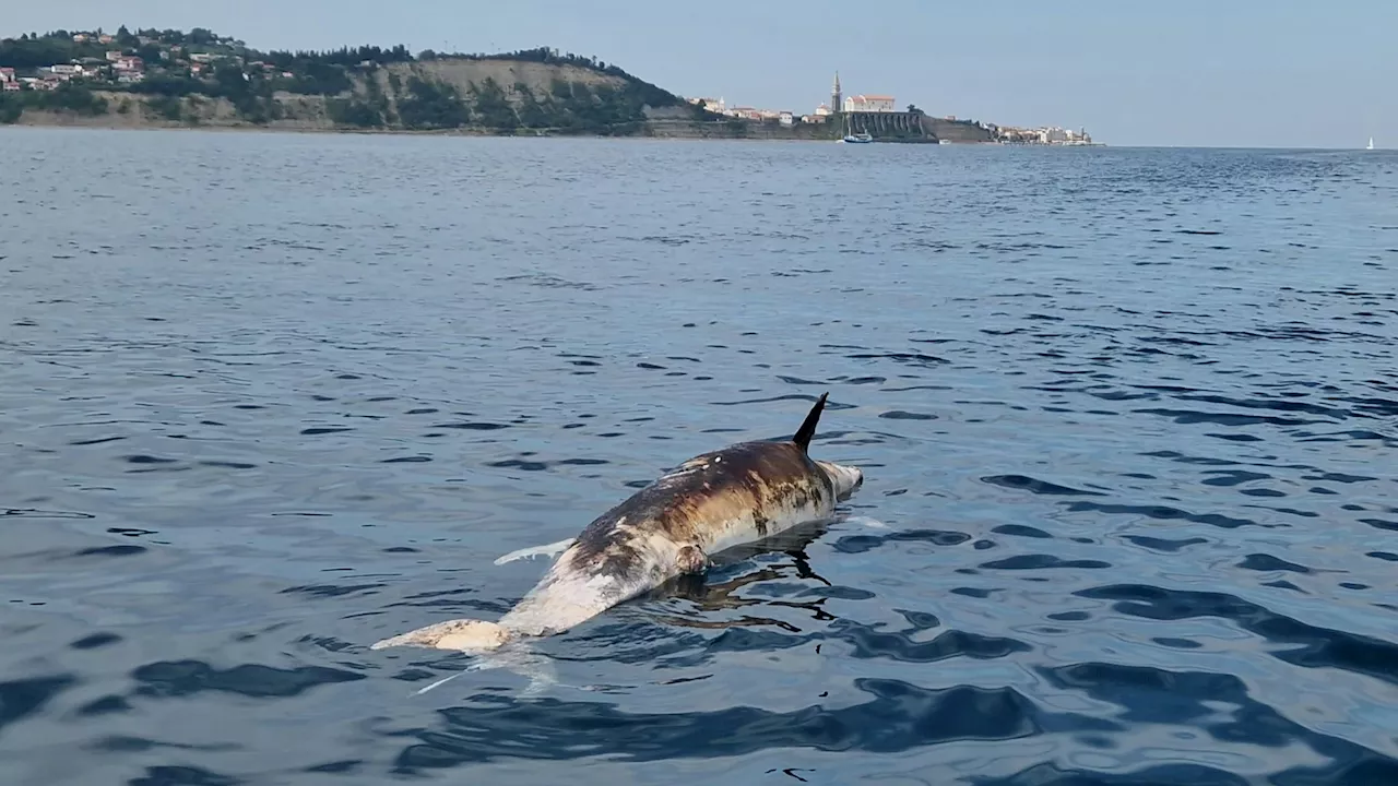  Toter Delfin in der Adria – er wurde erschossen