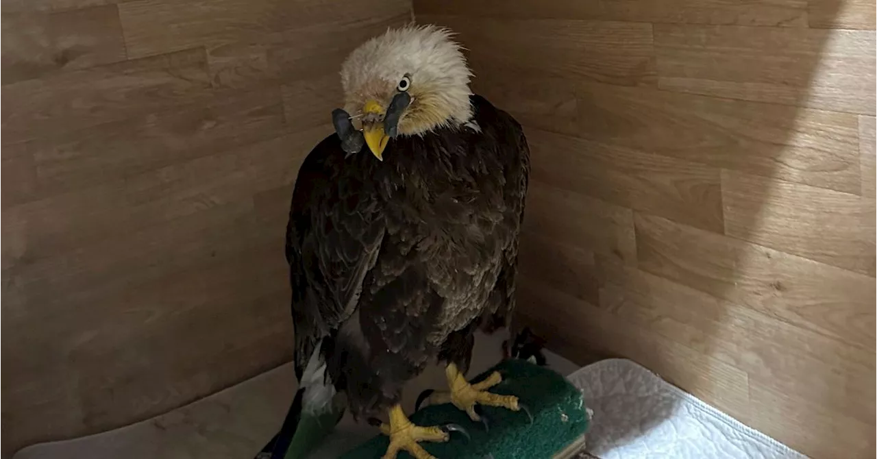 Missouri Care Team Hopes To Save Bald Eagle That Was Shot In The Beak