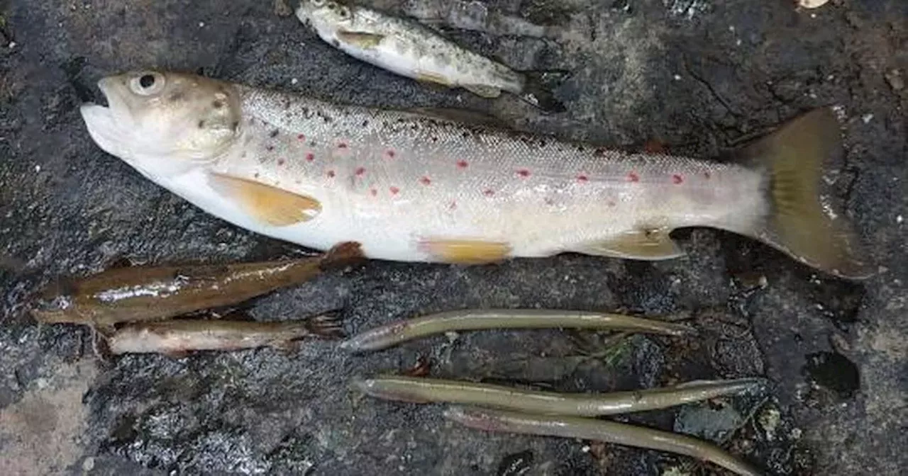 Over 10,500 fish killed in 12 incidents across Ireland this year