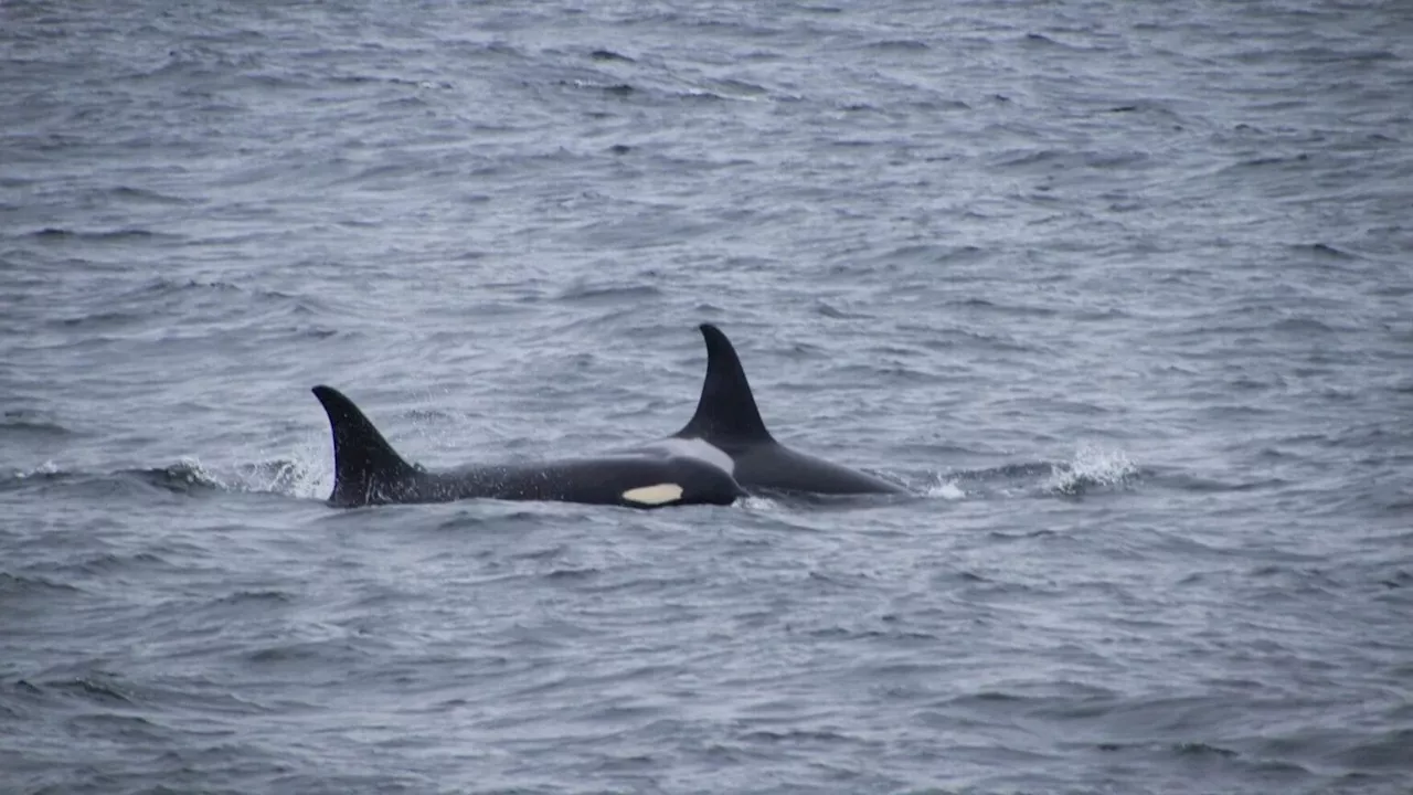 Orcas challenge the Bering Sea’s black cod industry