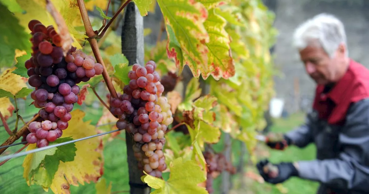 Weinlese im August: Was das für die Landwirtschaft bedeutet