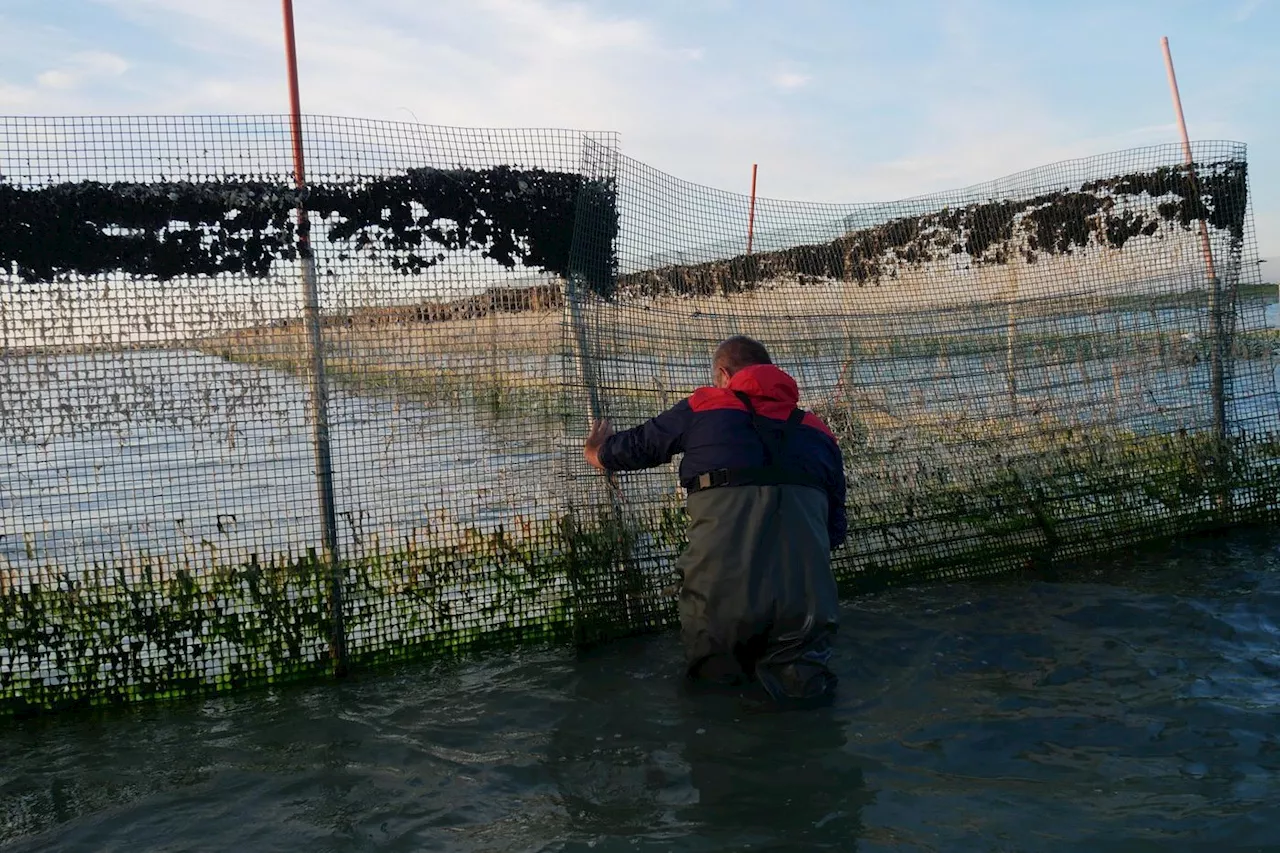 En Italie, les pêcheurs face à l’invasion du crabe bleu