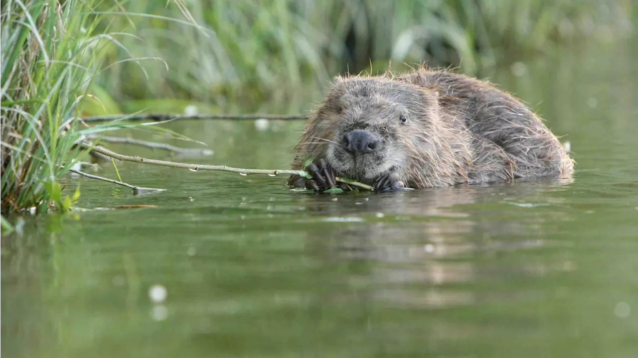 Petit à petit, le castor étend son territoire dans le département du Nord