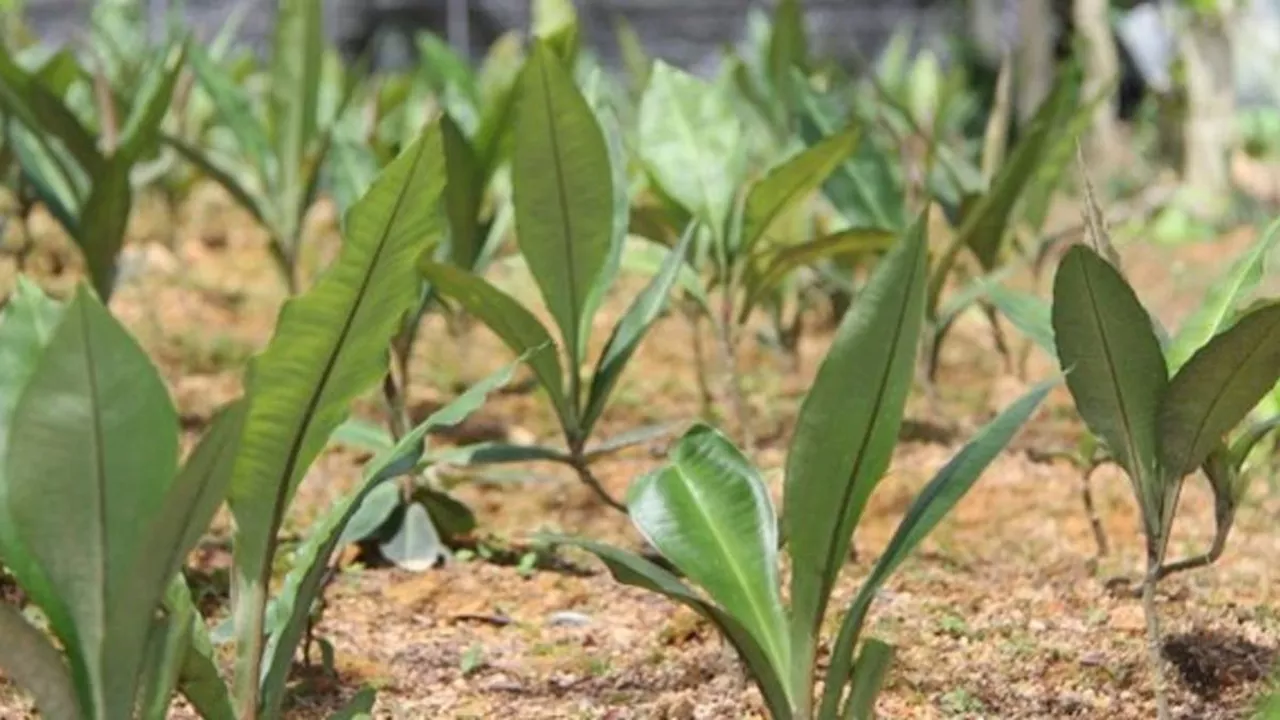 Mengenal Rumput Fatimah, Pahami Manfaat bagi Kesehatan dan Efek Sampingnya