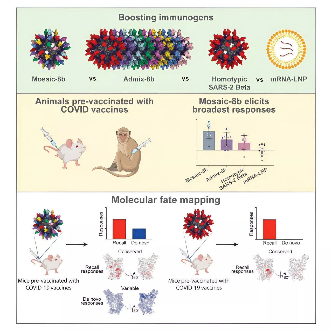 Multipurpose vaccine shows new promise in the presence of pre-existing immunity