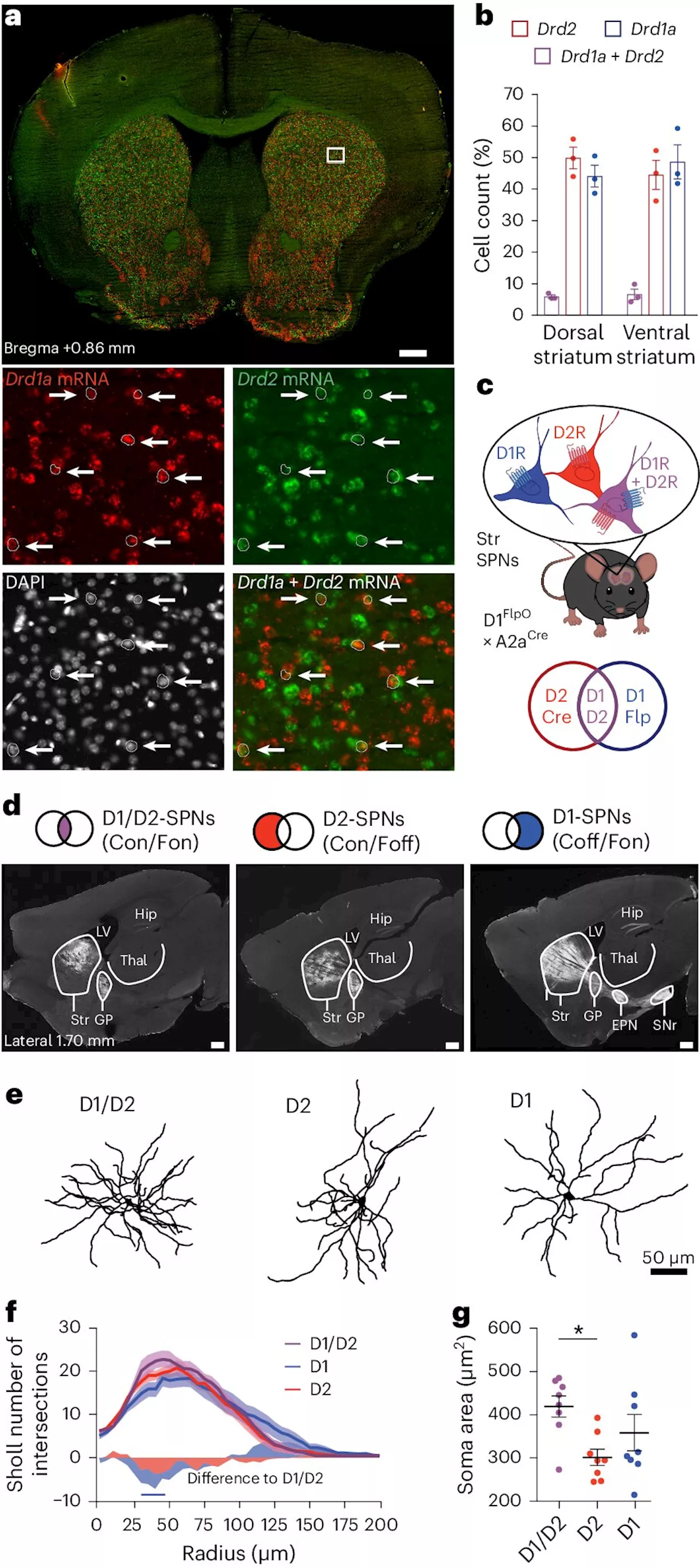 Neuroscientists discover small group of dopamine neurons play critical role in controlling range of behaviors