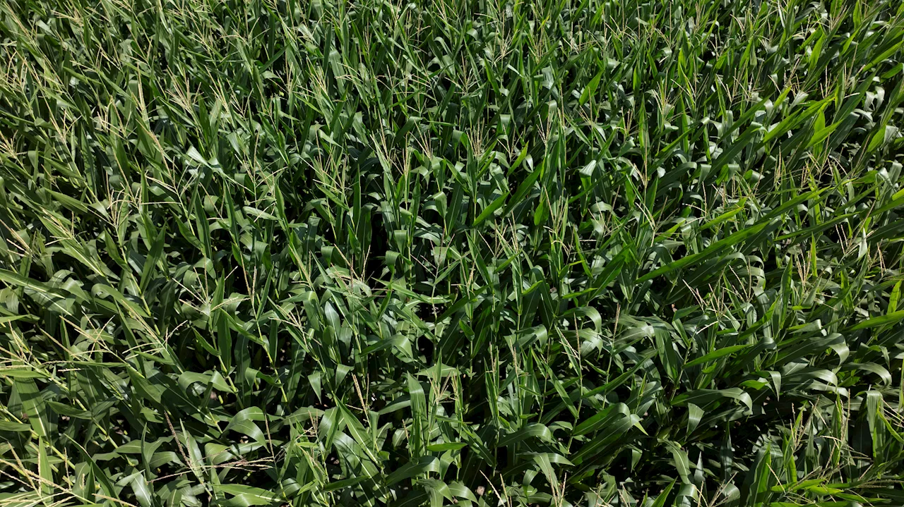 What is ‘corn sweat'? What to know about the phenomenon and how it could make Chicago area hotter