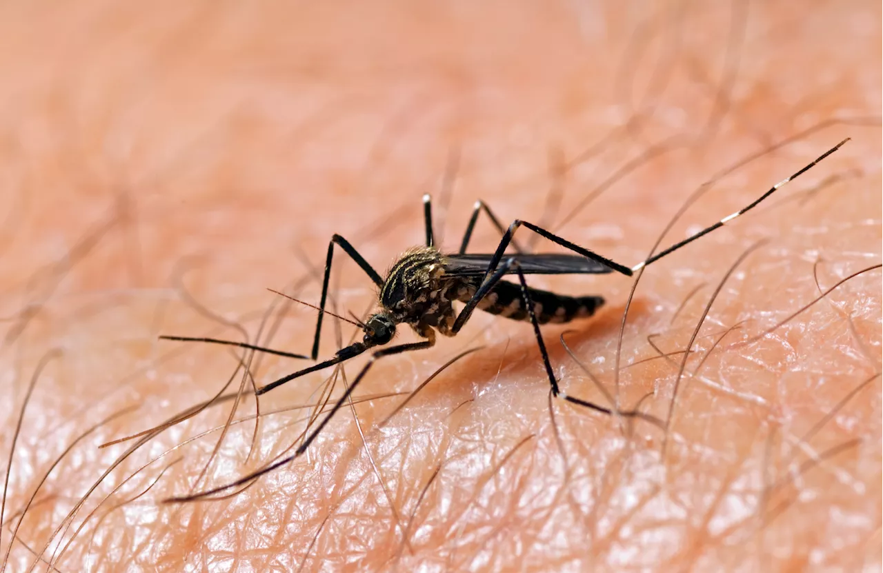 EEE, West Nile, malaria, dengue: What to know about mosquito-borne diseases spreading in the US