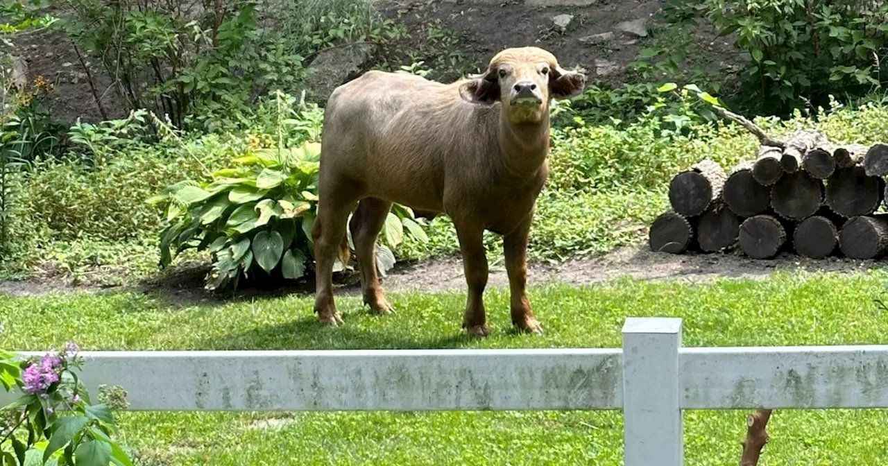 An 'aggressive' water buffalo is on the loose and prowling the streets of Iowa