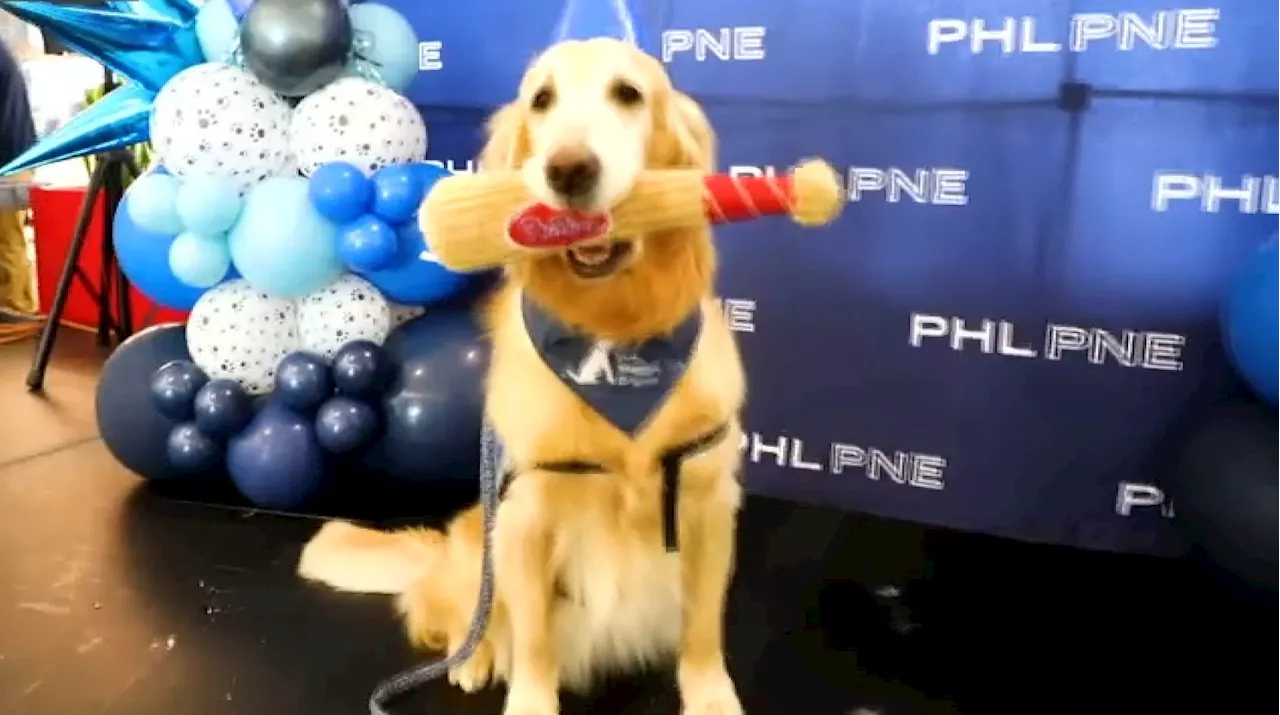 Philadelphia airport celebrates its brigade of stress-busting therapy dogs