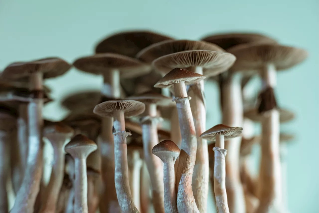 High-dose psilocybin shows promise for depression treatment