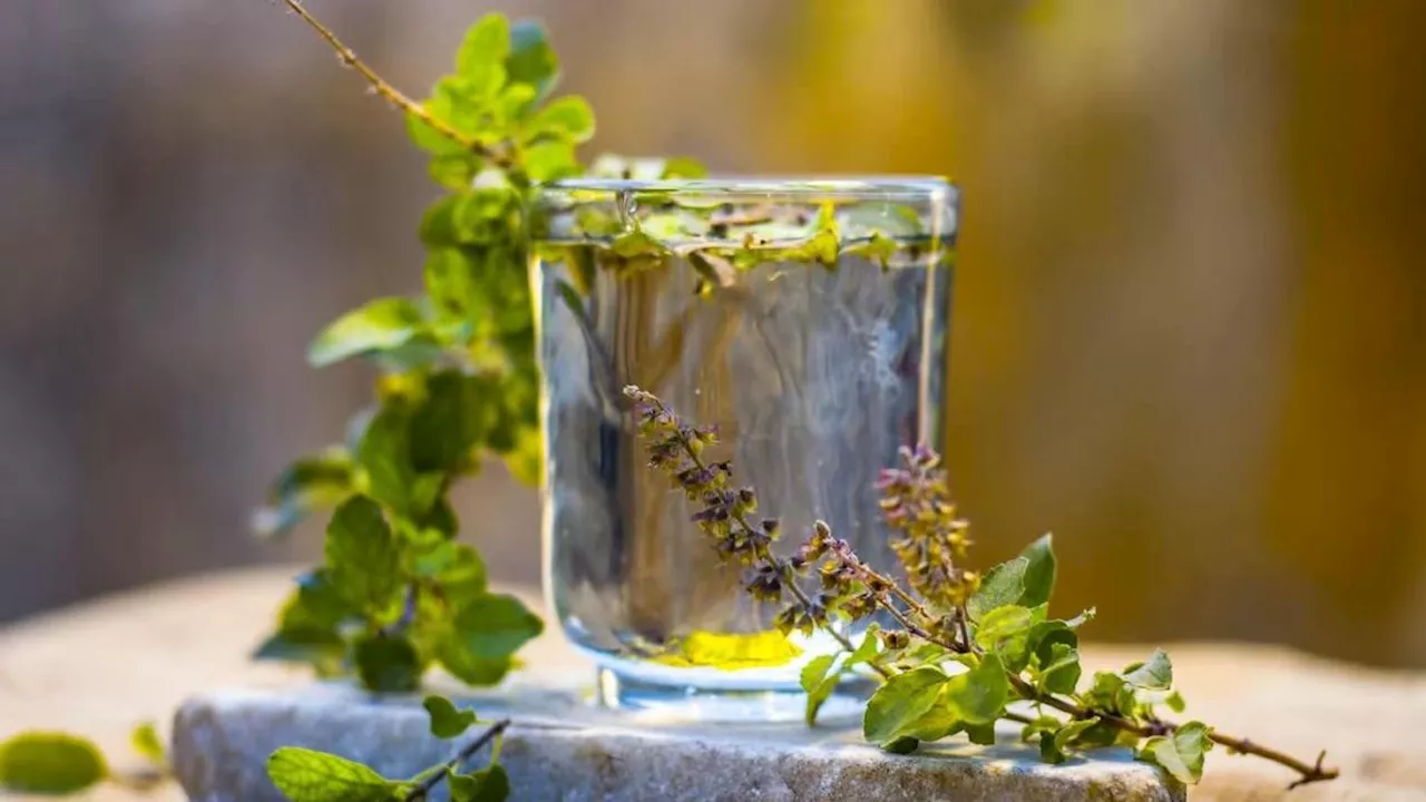 Tulsi Water Benefits: खाली पेट तुलसी का पानी पीने के फायदे जानकर उड़ जाएंगे होश