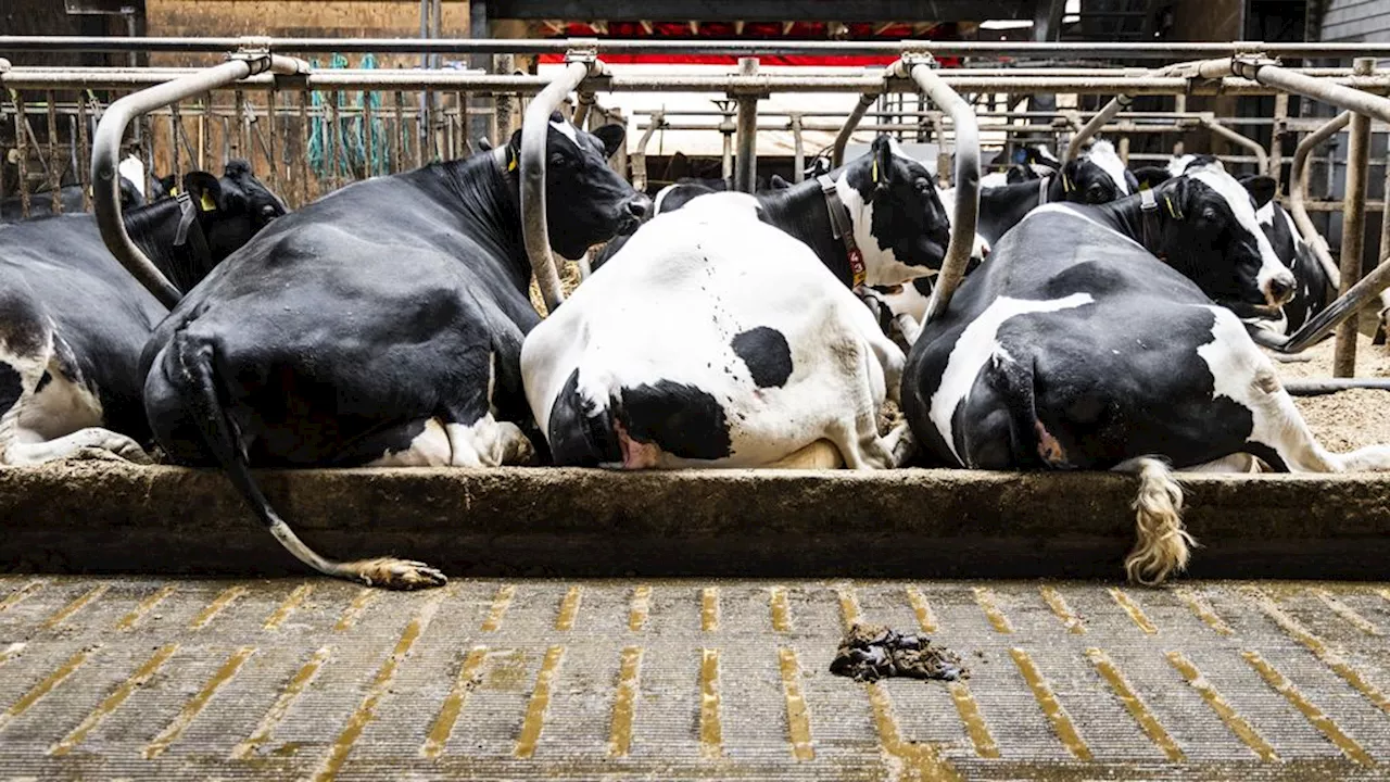 Voorlopig geen oplossing voor strenge stikstofregels, wel verder onderzoek